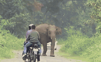 大象 追赶 可怕
