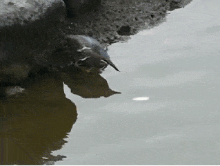 小鸟 喝水 水面 尖嘴