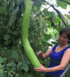 植物 农作物 生活