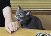 猫咪 胳膊 咬 搞笑