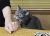 猫咪 胳膊 咬 搞笑