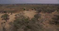 掠食动物战场 纪录片 荒野 非洲 风景