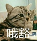 哦豁 猫咪 爪子 捂嘴 可爱