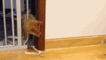喵星人 萌宠 可爱 猫咪