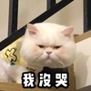 萌宠 猫星人 我没哭 呆萌 搞怪