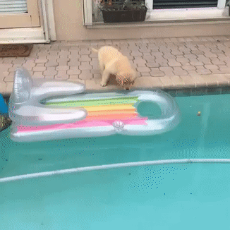 狗狗 腿短 泳池