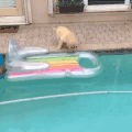 狗狗 腿短 泳池