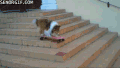 边牧 汪星人 滑板 萌 Border Collie