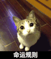 大眼睛 地板 猫咪 跳起来 命运规则