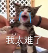 萌宠 猫星人 我太难了 流泪 委屈