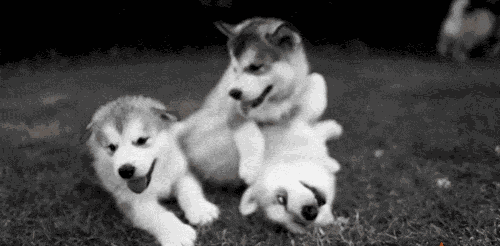 狗狗 玩耍 三只 可爱