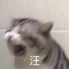 萌宠 猫星人 汪 呼唤 呆萌 可爱