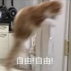 萌宠 猫星人 自有 我来了 呆萌 搞怪