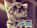 不要 猫 拒绝