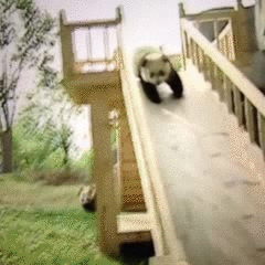 宝贝 大熊猫 滑动 国宝 可爱 大熊猫