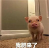 萌宠 小猪 我肥来了 我来了 呆萌 可爱