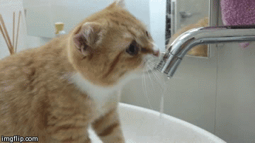 小猫 喝水 毛茸茸 可爱