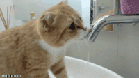 小猫 喝水 毛茸茸 可爱