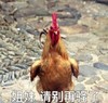 萌宠 小鸡 姐妹 请别再骚了 呆萌 可爱