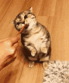 猫咪 吃饭 可爱 站立