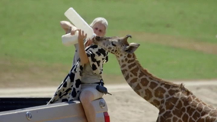 长颈鹿 giraffe 渴 喝奶 灌 接二连三