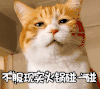 萌宠 喵星人 不服现实火锅碰一碰 挑衅 搞怪 呆萌