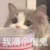 萌宠 喵星人 我滴个鬼鬼 我的天啊 呆萌 搞怪