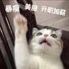 萌宠 喵星人 升职加薪 祝福 呆萌 可爱
