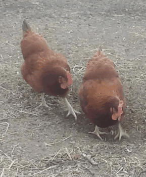 两只母鸡 刨地 沙子 爪子