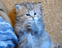 宠物 清新 搞笑 喵星人 萌 gif