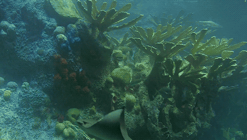 海底 小鱼  珊瑚 漂亮