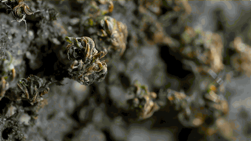 S 凯特摩丝 苔藓 进化 科学的 兰迪莫斯 KQED 干旱 PBS数码工作室 汤姆苔藓 轮虫 苔藓植物 种子的脱水耐性