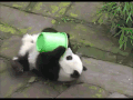 大熊猫 小桶 搜素 寻找