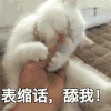 动态表情包 喵星人 可爱 文字 搞笑