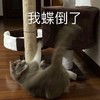 萌宠 猫星人 我摔倒了 难受 呆萌 可爱