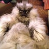 猫咪 喵星人 愤怒 搞笑 可爱 卖萌