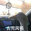 萌宠 小鸭子 去兜风呀 快上车 沙雕 逗