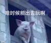 萌宠 猪 啥时候能出去玩啊 我不想呆在家里了 可爱 憨憨
