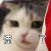 萌宠 猫星人 慌了 懵逼 呆萌 搞怪