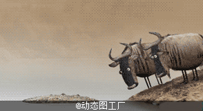 牛 鳄鱼 挑逗 逗比