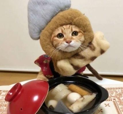 萌宠 日料 可爱 猫星人 逗
