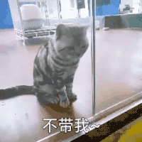 萌宠 喵星人 不带我 难受 呆萌 可爱