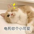 猫咪 喵星人 电死你个小可爱  放电 搞笑 可爱 萌萌哒