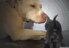 狗狗 猫咪 温馨 有爱