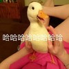 萌宠 鸭子 哈哈哈哈 开心 搞怪 呆萌