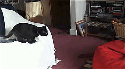 黑猫 跳 红色 垫子