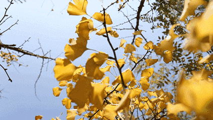 天空 树木 叶子 黄色