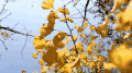 天空 树木 叶子 黄色
