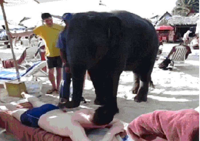 大象 踩人 按摩 鼻子