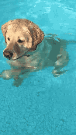 萌宠 狗狗 游泳 狗刨